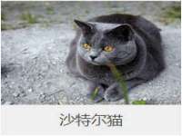 山东智掌网络科技有限公司